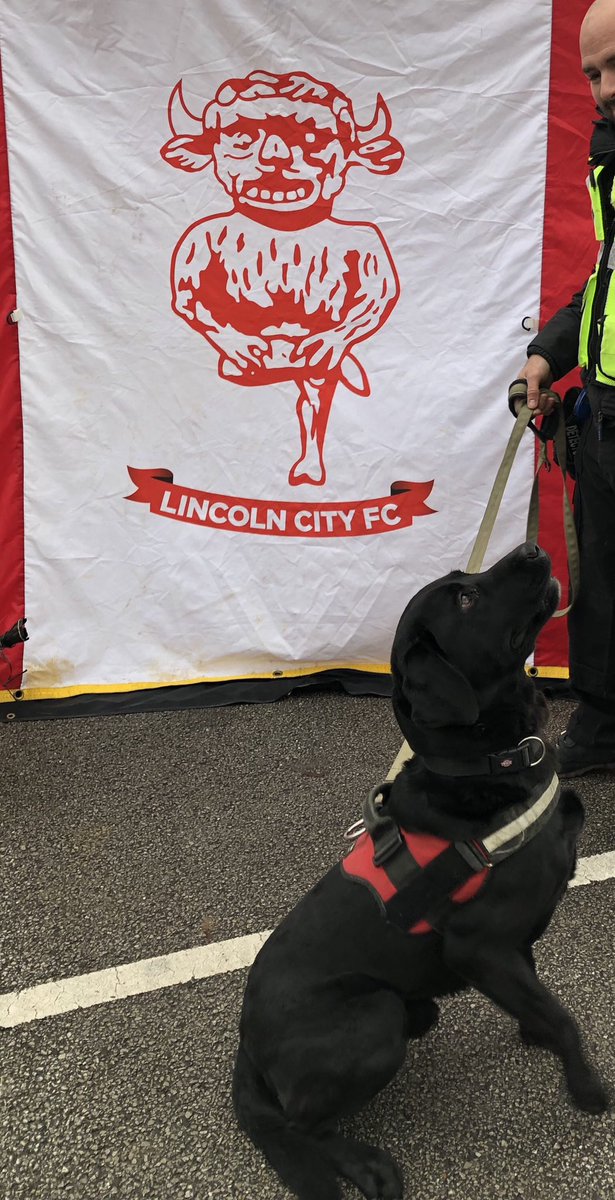 Sdetectordogs's tweet photo. DD Benji scanning people whilst in the fan zone area ahead of @lincolncity_fc game today. #drugsdog #searchdogs #workinglabrador #snifferdogs #drugdog #lincolncityfc https://t.co/rxs42CxQuC