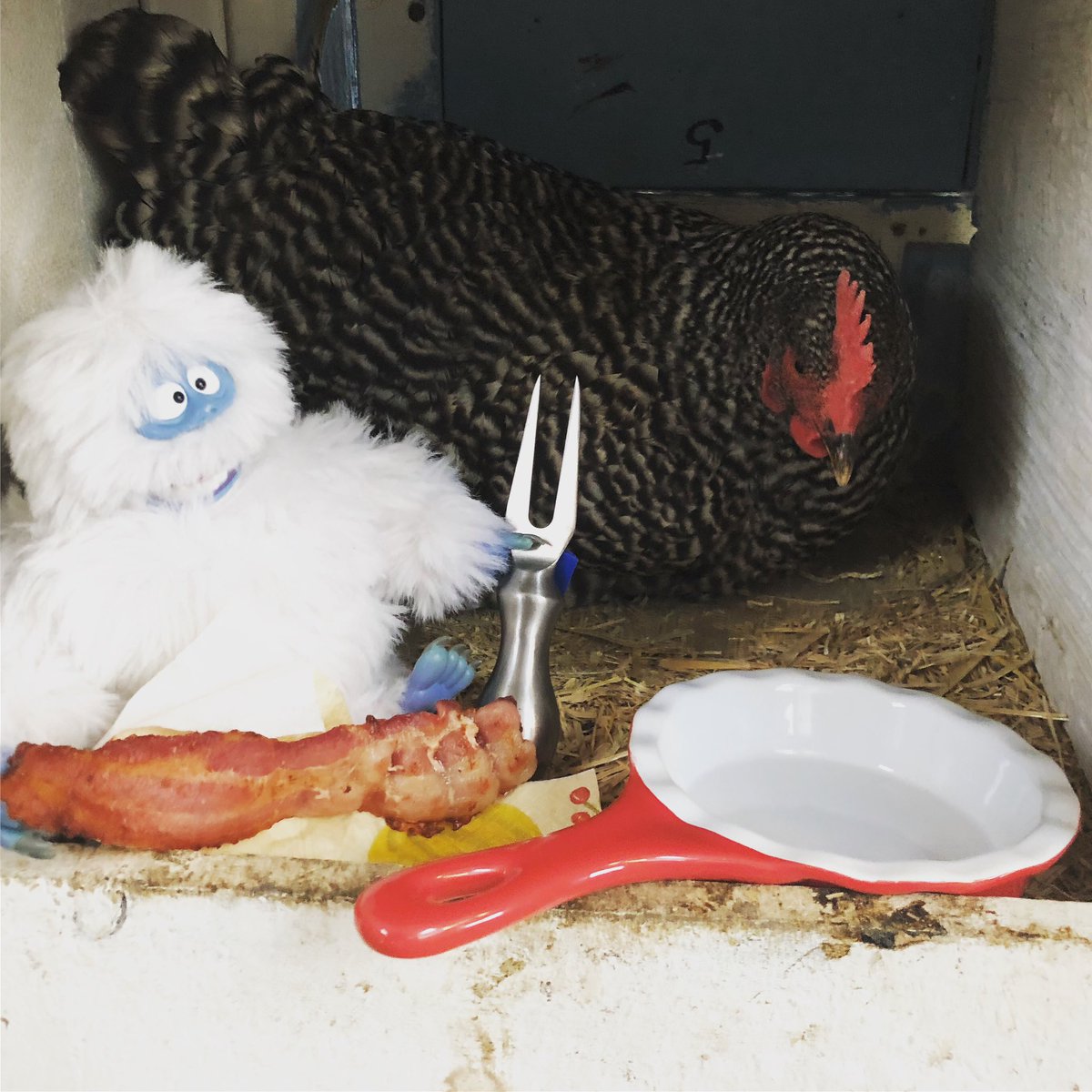 JKgoodthymefarm's tweet photo. Bumble is back to his old tricks, but he’s upped his breakfast game. Abigail is not impressed as he waits patiently for an egg!

#hesback #yetionthefarm #bumbletheabominablesnowman #christmascountdown #31daystillchristmas #moveoverelfontheshelf #jkgoodthymefarm https://t.co/Un7bRjOaS1