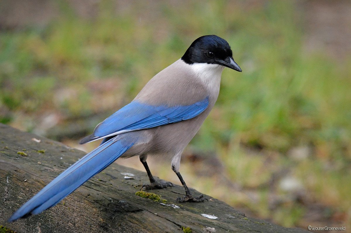 De Blauwe ekster (Cyanopica cooki) is endemisch op het Iberisch Schiereiland (Spanje en Portugal).
#Iberianmagpie #Rabilargoibérico #birds #vogels #aves