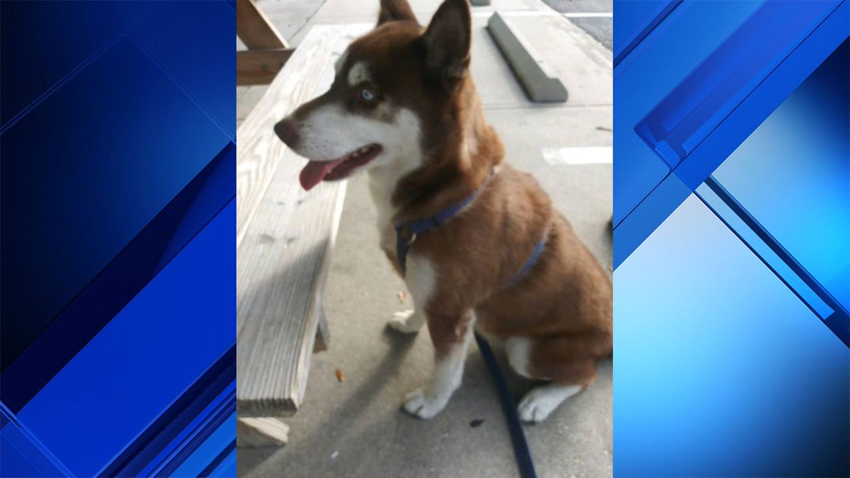 New York dog found in Florida 18 months after disappearing bit.ly/2r1XSvA https://t.co/2JXPmGLlsU