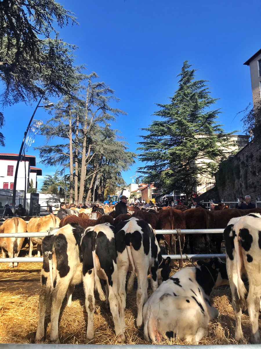 Aujourd’hui c’était la #Foire de la #Saintecatherine <a href="/VilleStGalmier/">Ville Saint-Galmier</a> 🐴🐮🐄
#saintgalmier #loiretourisme #saintetiennemetropole