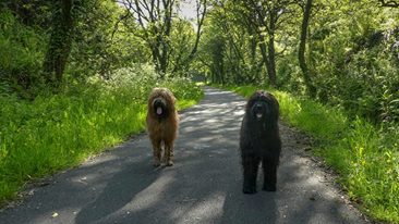 No cars, just miles and miles of #wildlife and wonder awaits on the #TarkaTrail #Devon. Time to re-charge those batteries with the help of Mother Nature this weekend? #walking #cycling