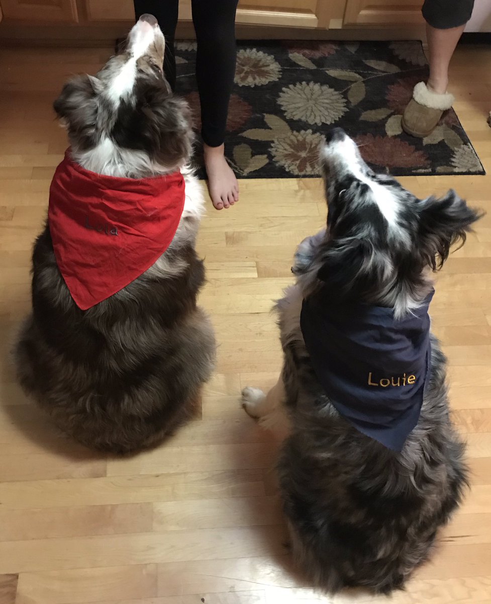 A dog house divided. Go Blue〽️〽️