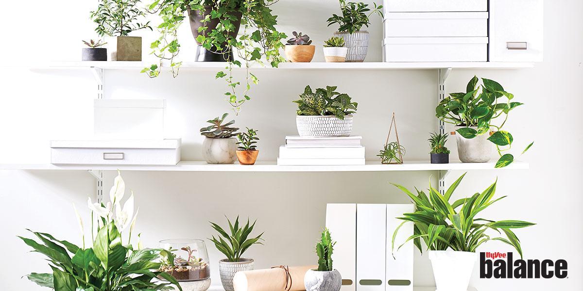 HyVee's tweet photo. Did you know that indoor plants can remove 75 to 90 percent of airborne chemicals? Learn more about the benefits of indoor plants in this month's issue of Balance. https://t.co/6BwPQdIUAW