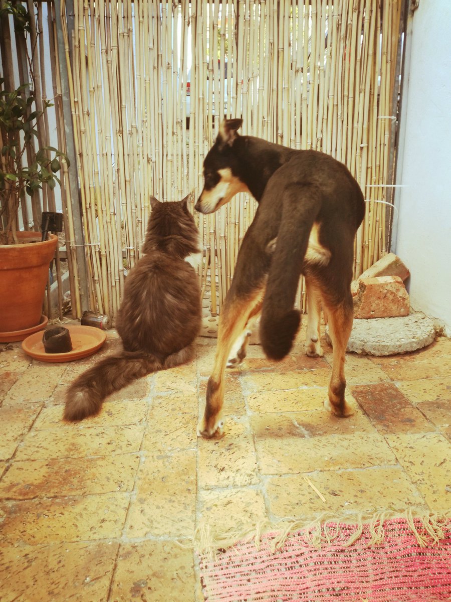 ListBelow's tweet image. The cat just told him that he saw me order 3 @dog_rates dog tags...and now Harley wants to know how far America is from South Africa and will it arrive tonight still. #xmasgiftsurpriseruined