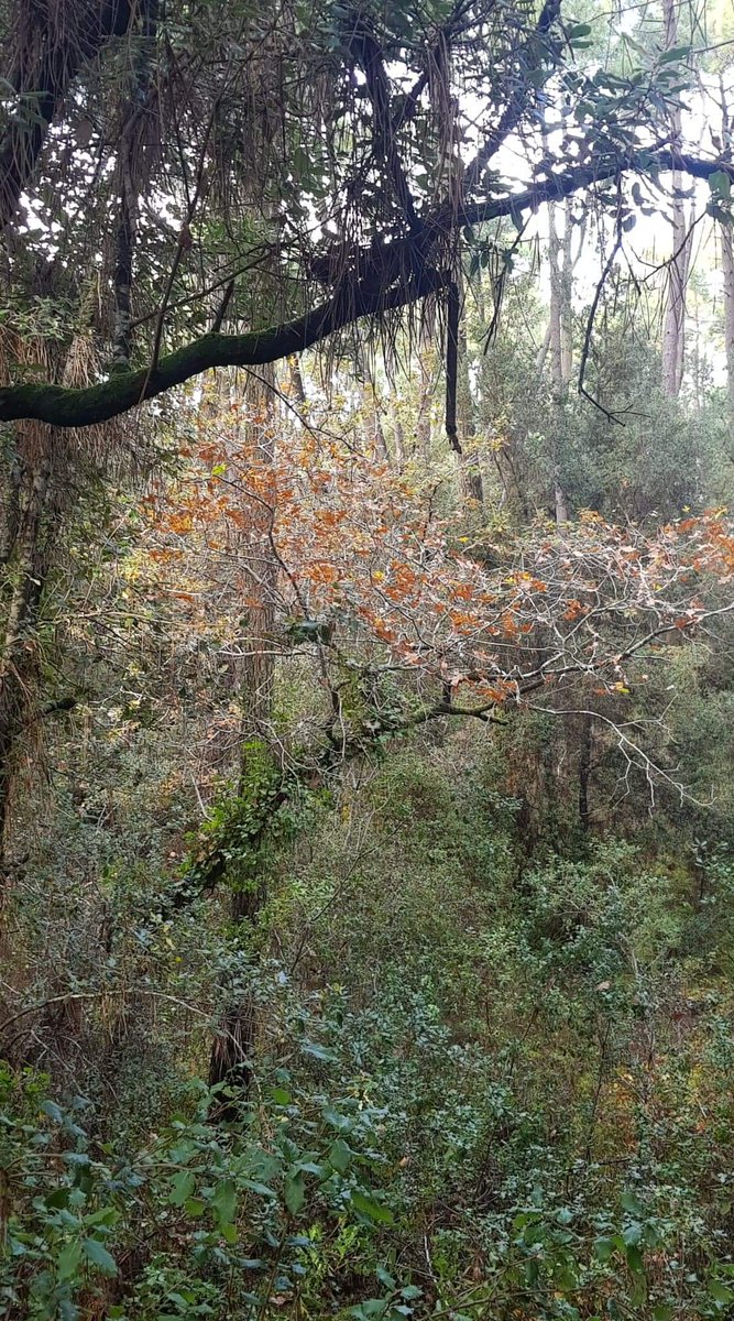 BooksWhen's tweet image. Je m'enfonce un peu plus dans cette canopé magnifique =)