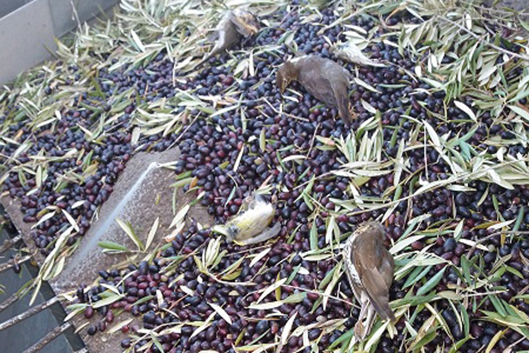 CelticTorc's tweet photo. Potentially huge lethal impact revealed of super-intensive nocturnal harvesters on migratory birds in Spanish olive groves @BirdLife_News @BirdLifeEurope @SEO_BirdLife @EU_ENV @WWFEU @ecologistas #birdkill
https://t.co/Z9m6drAU2j https://t.co/Ka1wJvjrzS