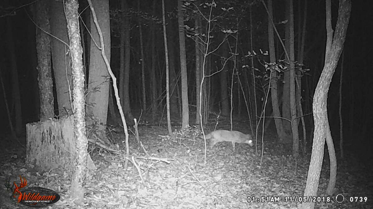 other critters in Brunswick county VA #virginiawildlife #raccoon #turkey #bobcat #coyote