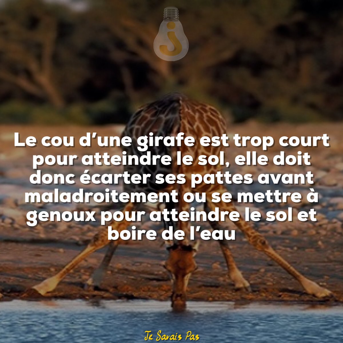 PasSavais's tweet photo. Une vie pas facile 🦒🦒 https://t.co/qW34dEWXD8