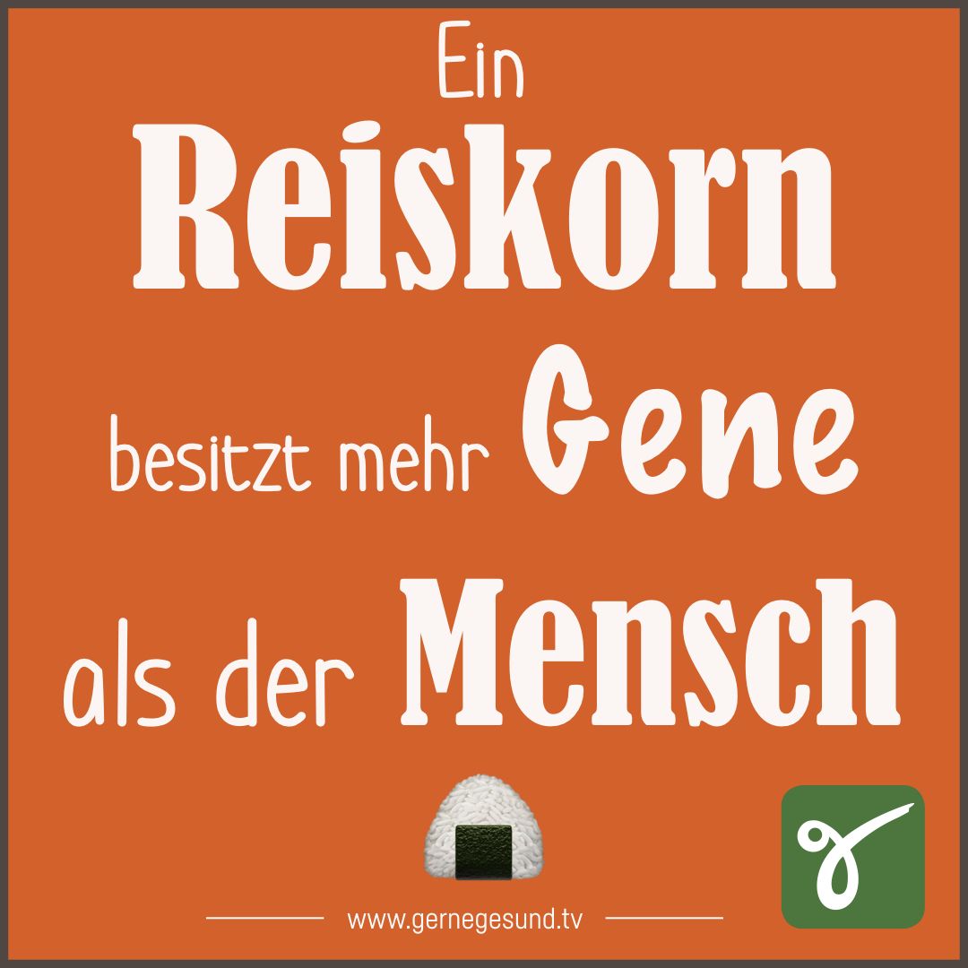 Gesundheitswissen ToGo☝🏻
Was besitzt mehr Gene? Der Mensch oder ein Reiskorn?
#gernegesund