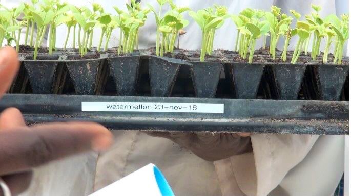 Sharksawn's tweet photo. @BornoGovt has today distributed 57,375 seedlings of watermelon to local farmers.

The seedlings were projected to yield at-least 12 watermelons each, which will yield a total farm output of 688,500 fruits worth a market value of N206,550,000 (average market price of N300 each). https://t.co/ewKlDU9ES3