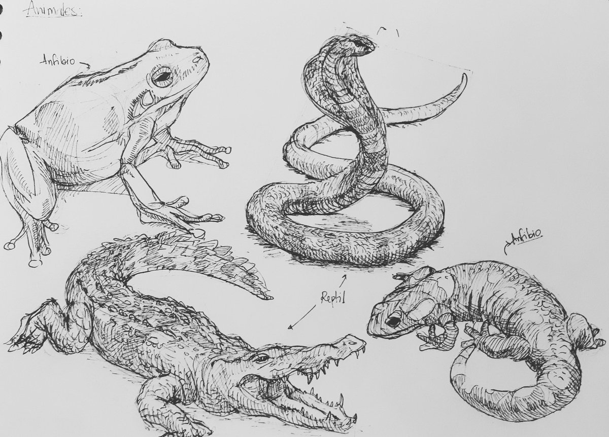 carlosm_ab's tweet photo. #inkdrawing #drawpractice #drawing #draw #drawstudio #amphibians #reptiles https://t.co/B79u5aXkQw