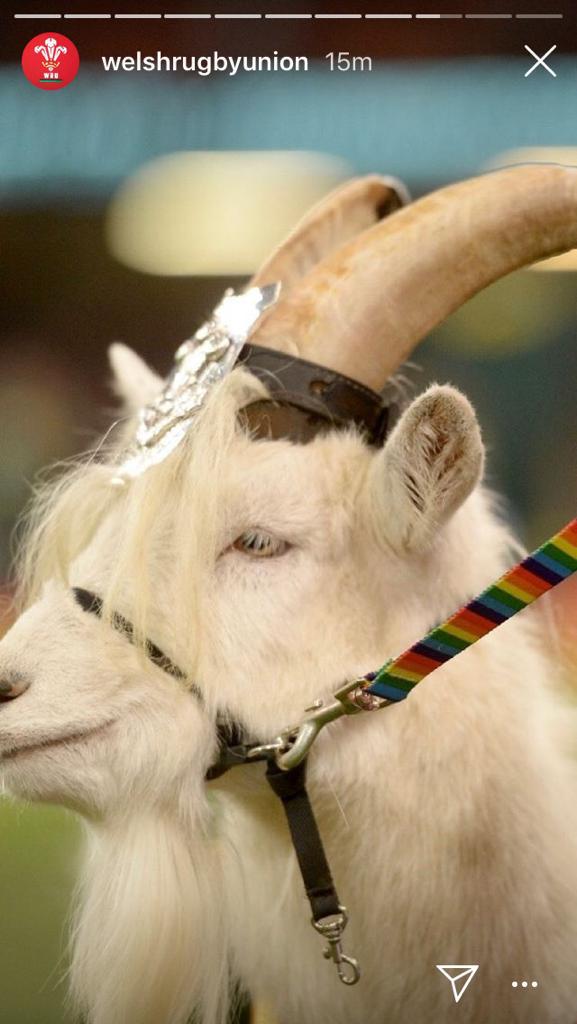 The Royal Welsh Goat tweet media