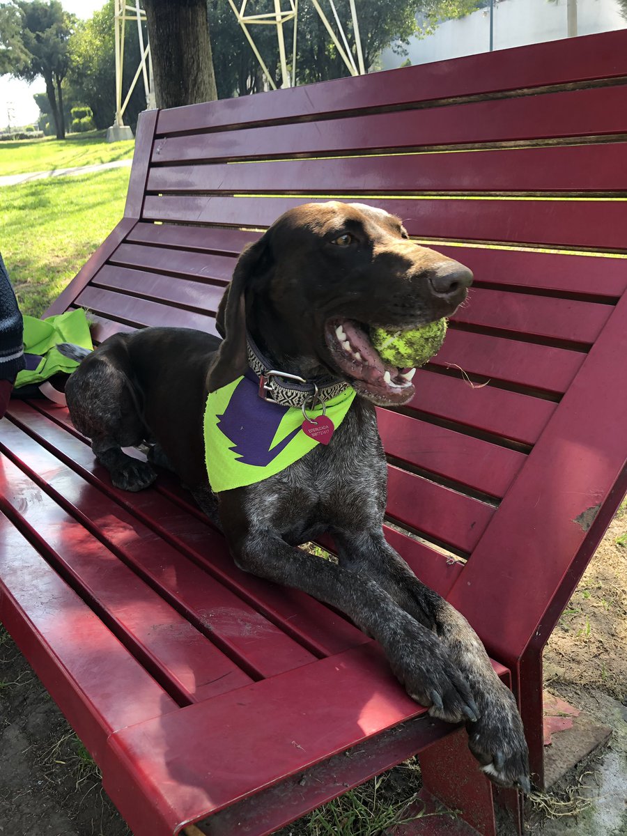 eli_peniche's tweet image. Hoy estamos promoviendo un México Libre de Corrupción @MEXXICOLC #SinMordidas #FelizSábado