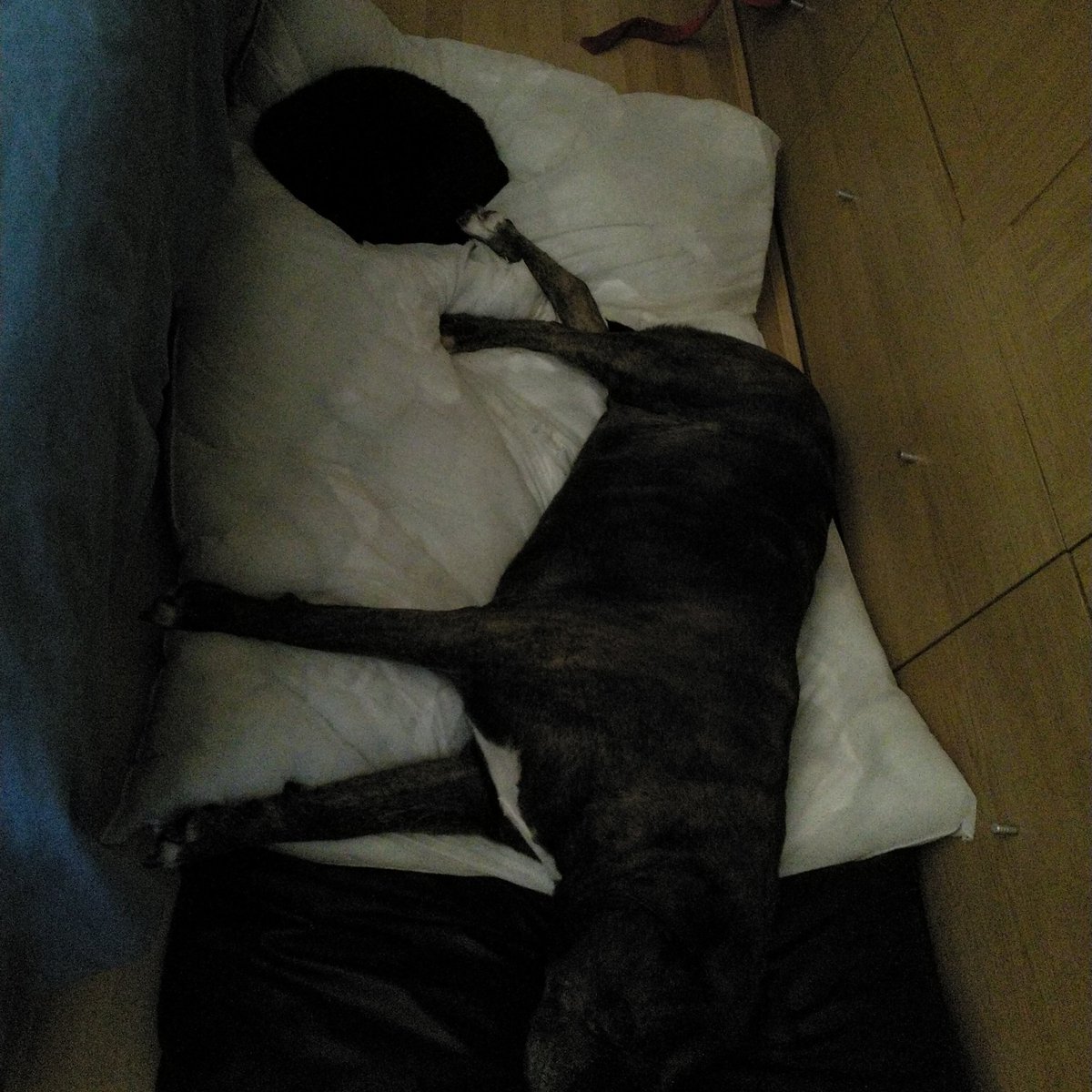 SheridanAlcock's tweet photo. So #SharingIsCaring Tess has her head on her new bed 🐶it's a start I suppose 😂 Ollie's 😻not giving up. Let's see what happens in the night #cats #dogs #bedswap ❤️💙🐾🐾 https://t.co/LuHsN15KNf