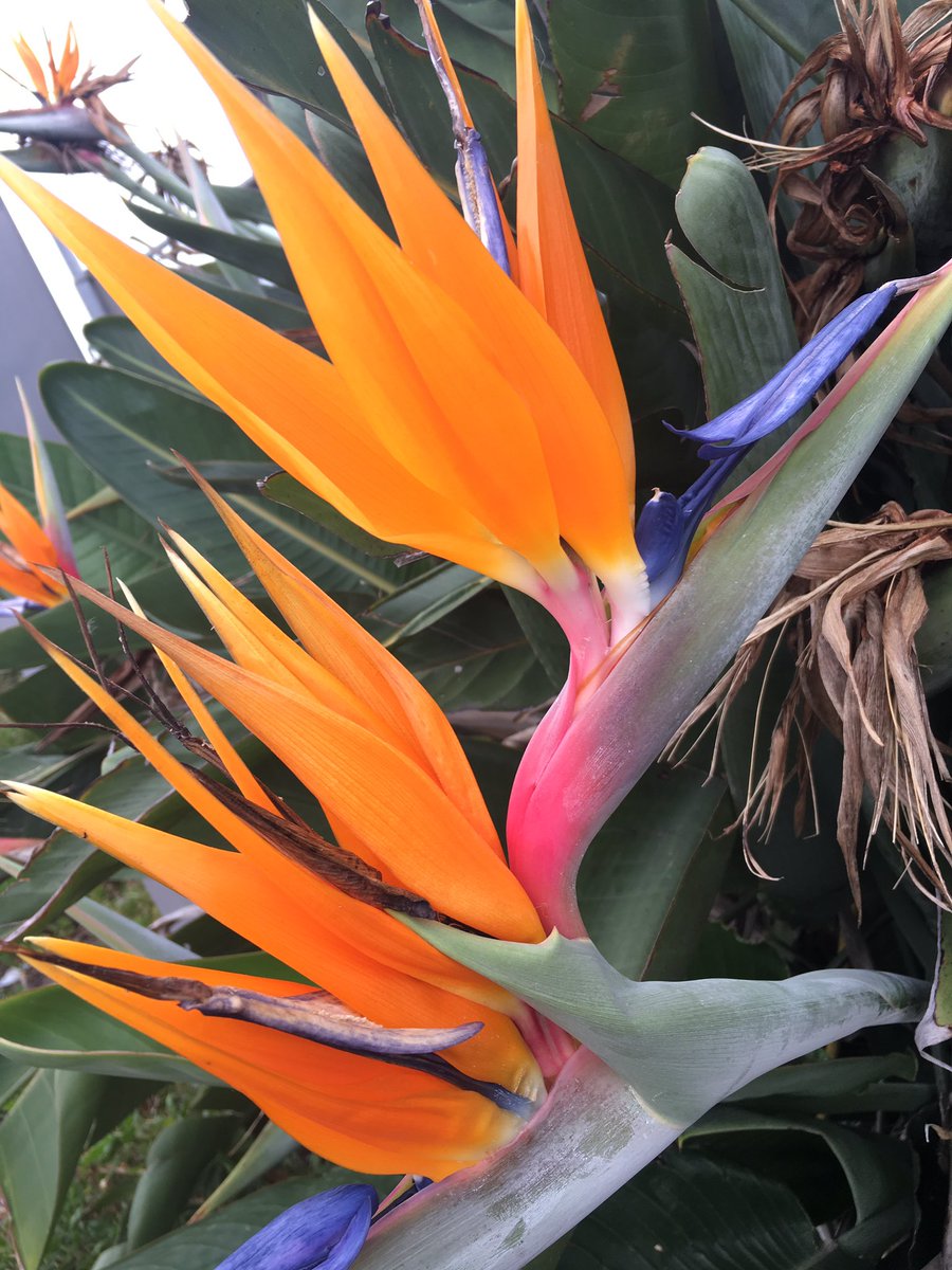 Just hanging in my garden.