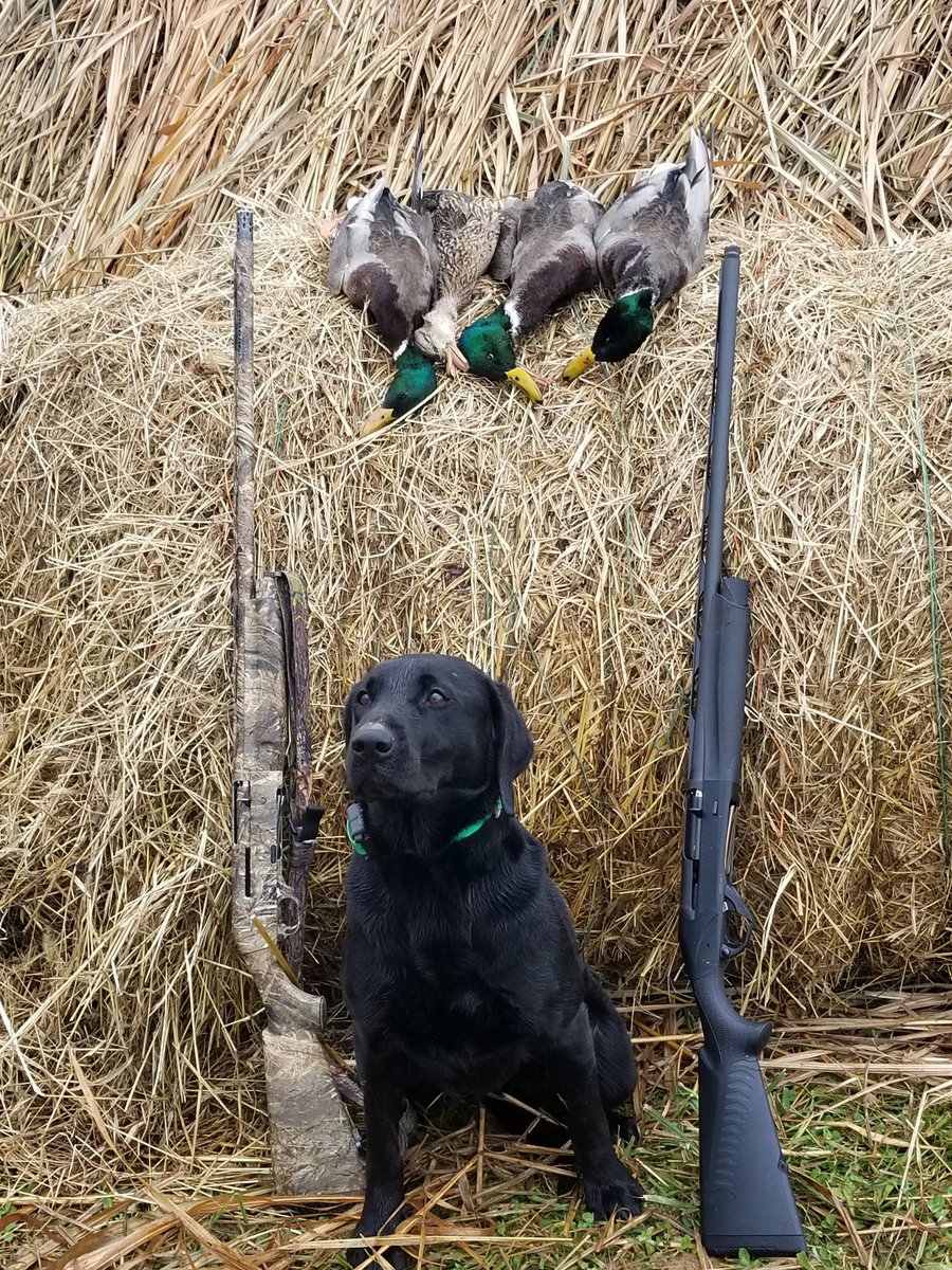 ridgerockercall's tweet photo. A little wing rocker action this morning @ridgerockercall @MickeyT401 @KGullett43 https://t.co/CSrsIKpF7U