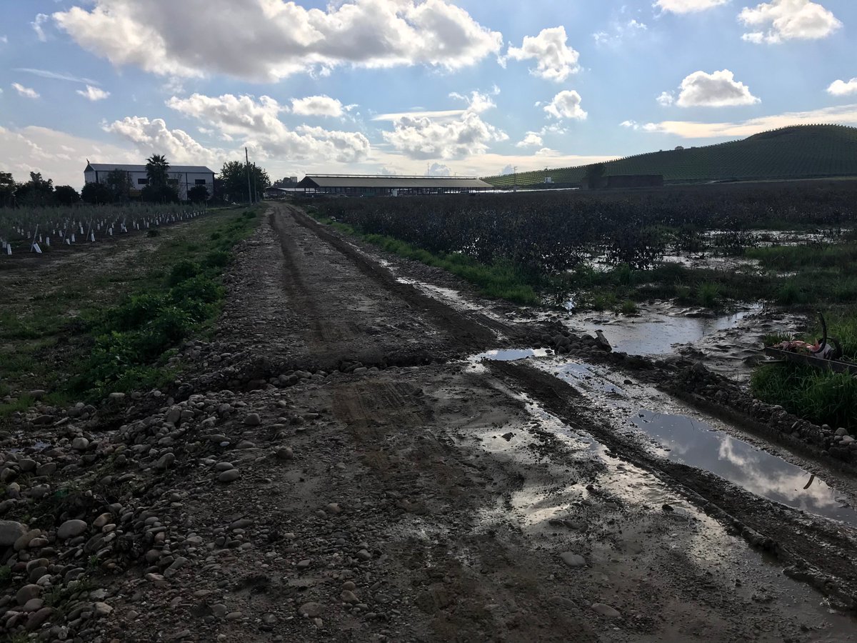 A_C_H_D_VALLE's tweet photo. Así se encuentra hoy Sábado el camino después de varios días de lluvia. La zanja ha aumentado de tamaño, ahora tiene enormes agujeros, que hemos intentado tapar con piedras para que puedan pasar los vehículos.@aytoecija @rodrigosanhar @CHGuadalquivir #Ecija https://t.co/F8N5lJPSBy