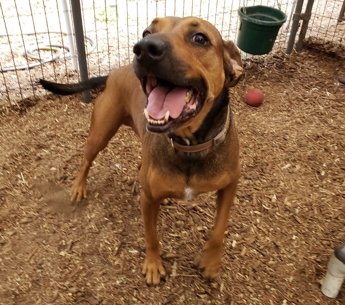 HeartofTxSPCA's tweet photo. Ollie is loving this weather! Come see this shy guy with a great smile. #adoptdontshop #dog #rescue #fairoaksranchtx #sanantonio #boernetx #ridgebackmix https://t.co/FUn6kvejaZ