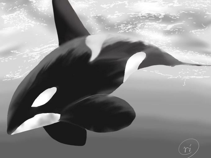 シャチのtwitterイラスト検索結果 古い順 シャチのtwitterイラスト検索結果 古い順