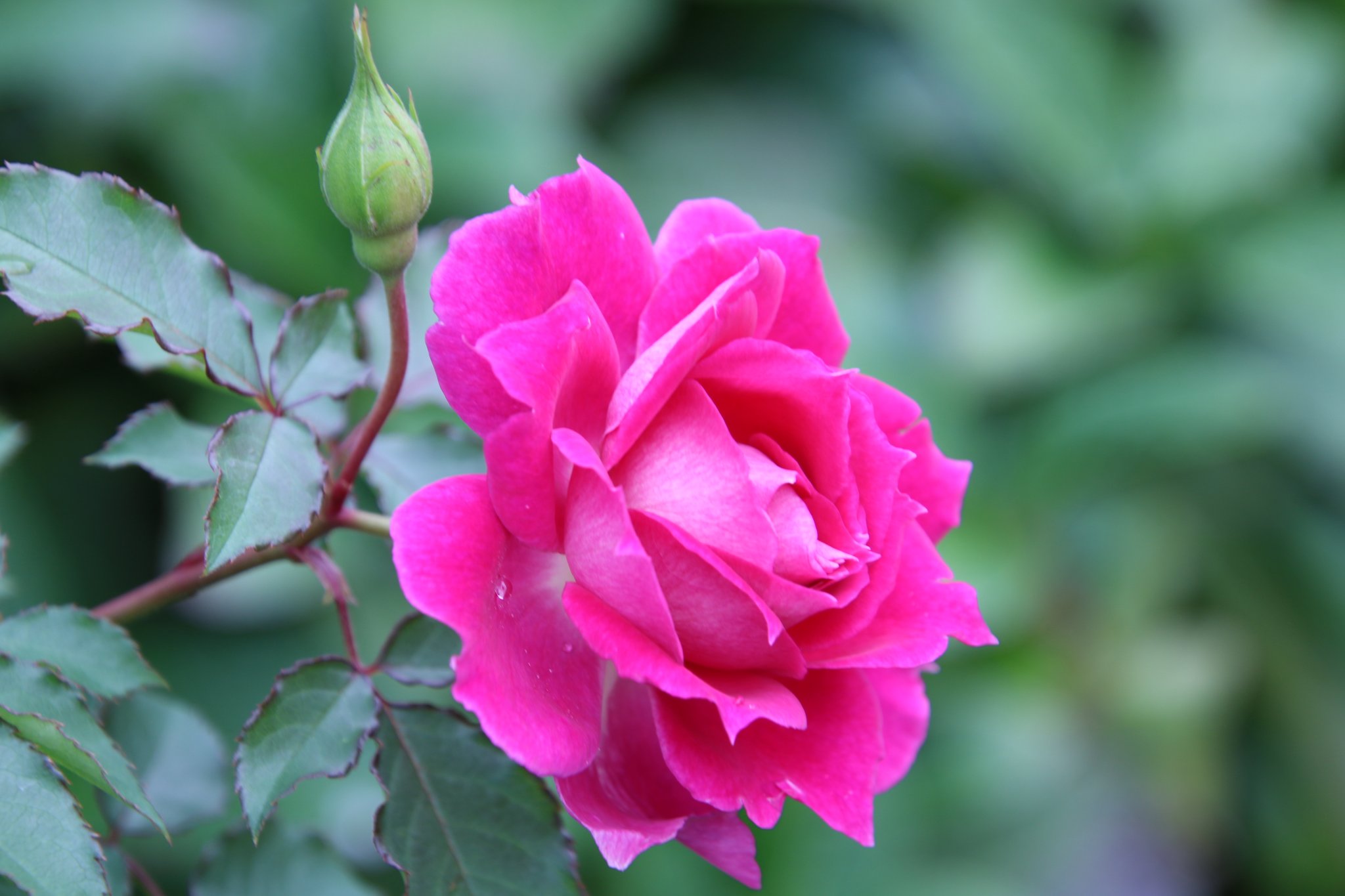 Yoko Ito Rose 名前は分かりません 濃いピンク色の薔薇 綺麗に主張していました 花 バラ 薔薇 Rose 名前不詳 横浜イングリッシュガーデン Flowerphoto T Co 4uteqdibw2 Twitter