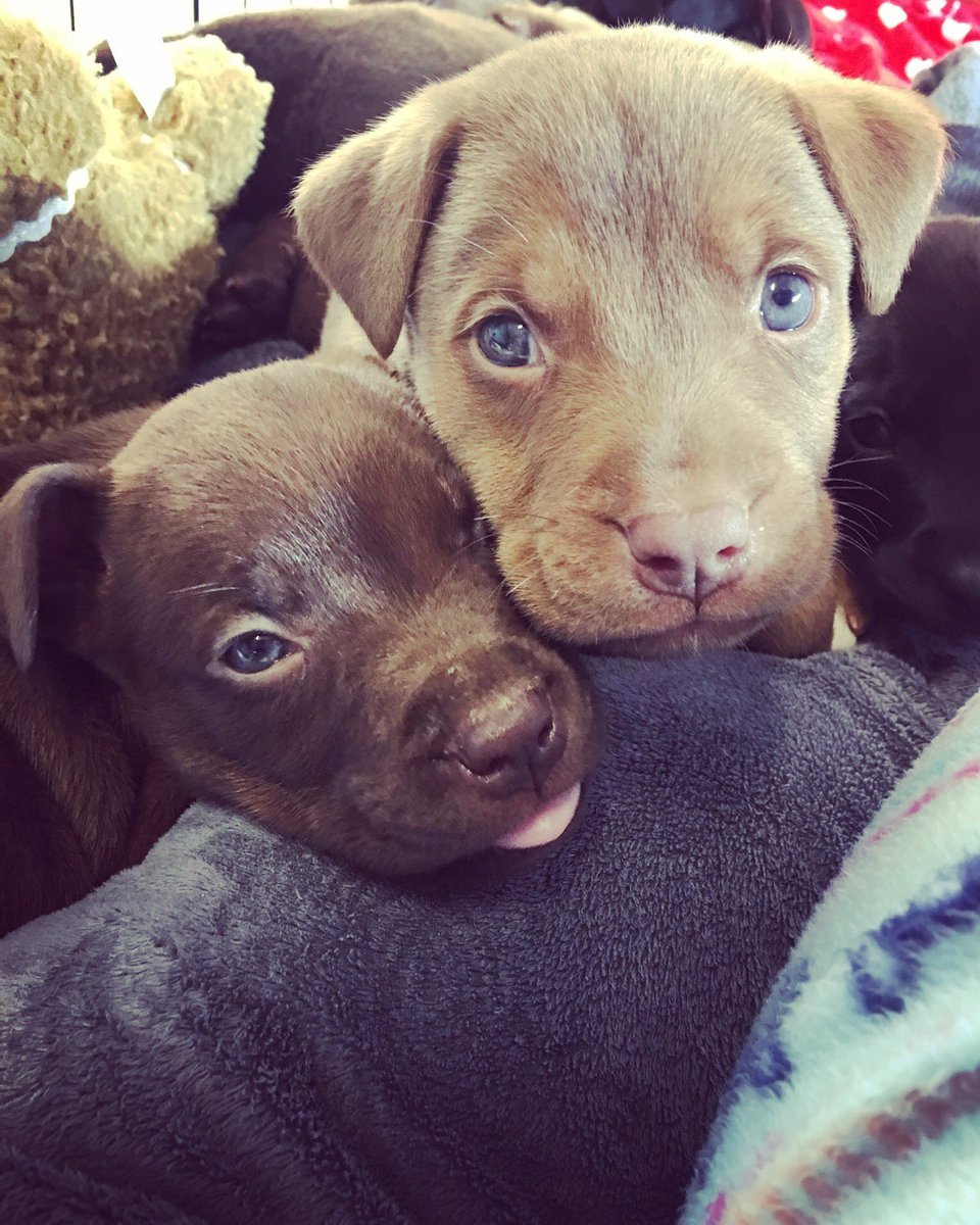 Lovebugs Rescue On Twitter Hello Blue Eyes Lovebugsrescue Adoptdontshop Puppy Rescuedog Fosteradog Fosteringsaveslives Orangecounty California Labrador Pitbull Muttsofinstagram Dogstagram Https T Co Jiwuhhc3dh