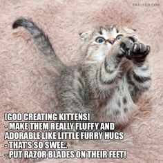 Freja_Petersen's tweet photo. #NeverDeclaw #DeclawingIsCruel #PawsNeedClaws #EndTheDeclawingMadness https://t.co/tOSpwnutu3