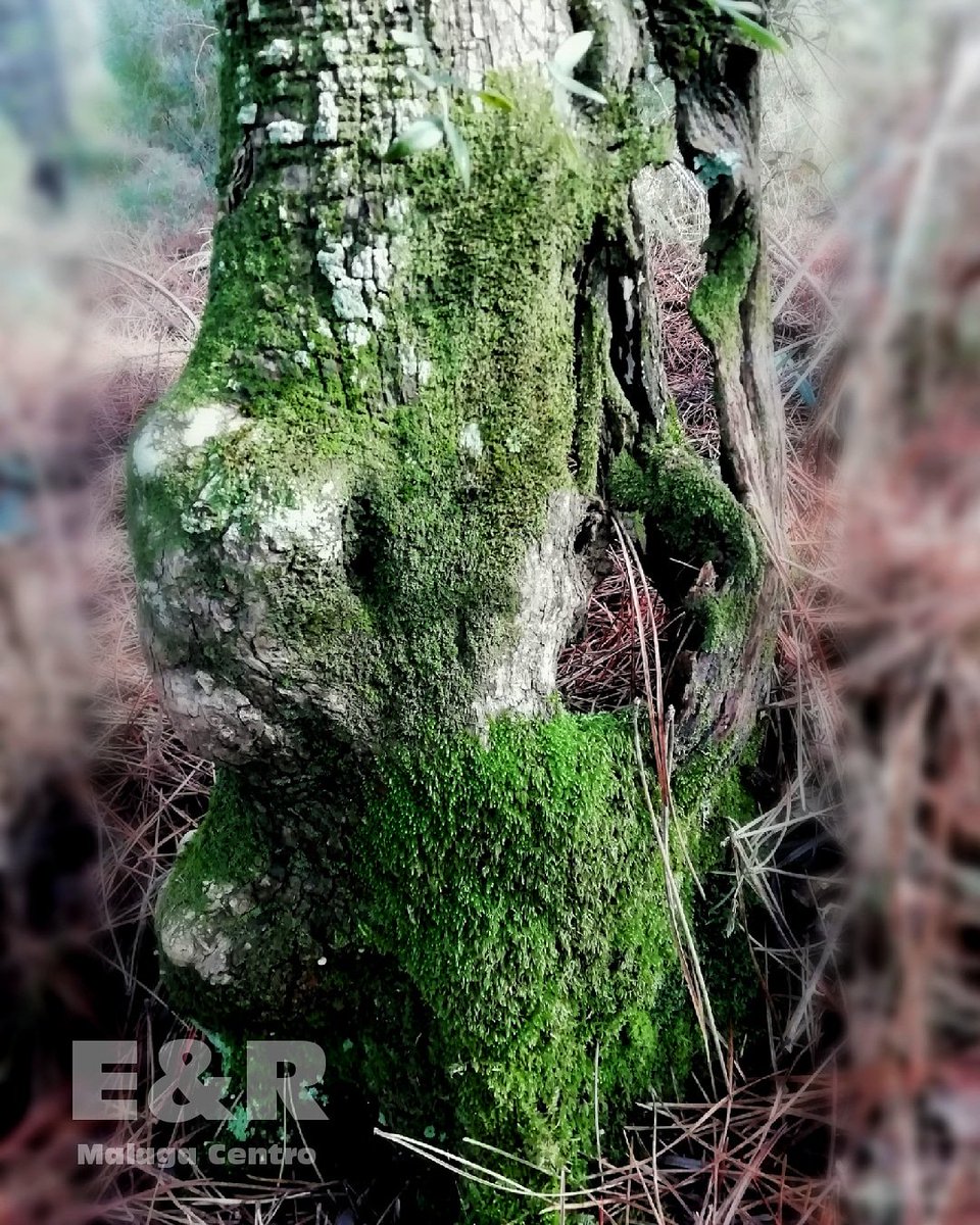 Bosques de Málaga... La belleza del paso del tiempo...
#Malaga #Bosque #Tiempo