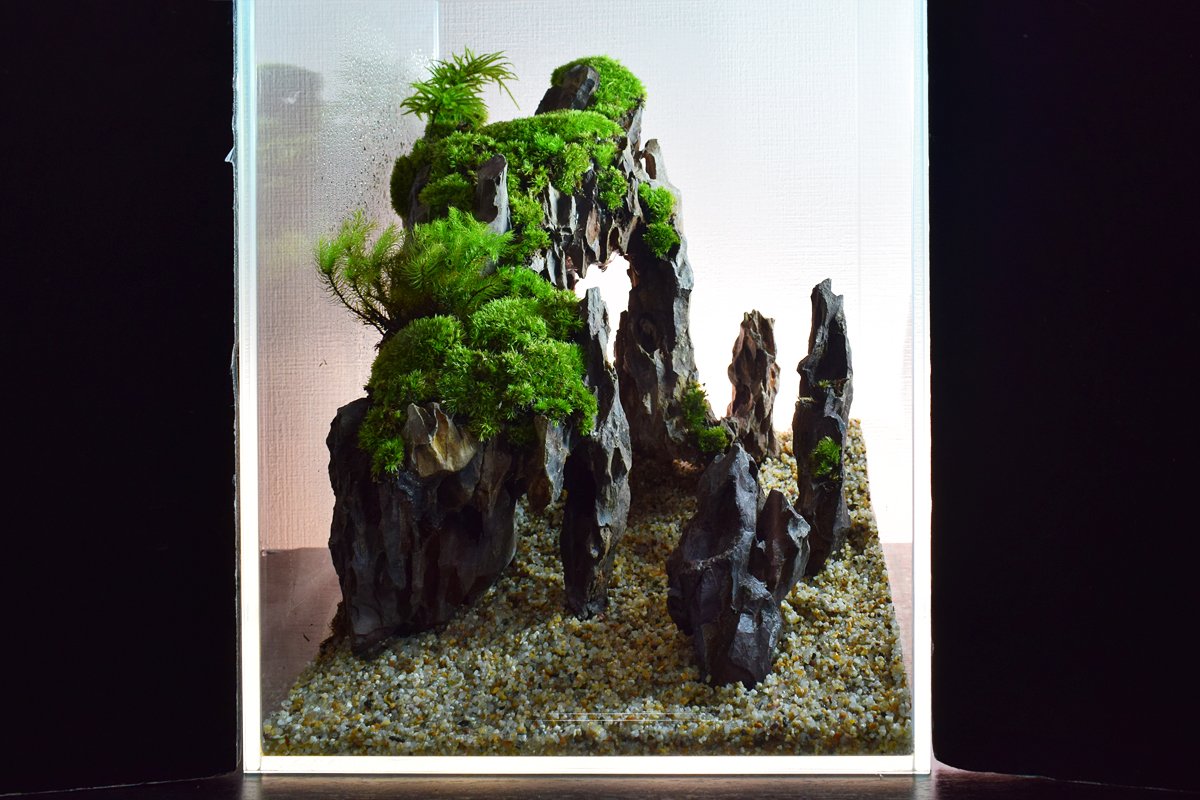 しゅやさん 水草レイアウト始める前に盆栽カジってたんですよー 盆栽も良いっすよねｗ