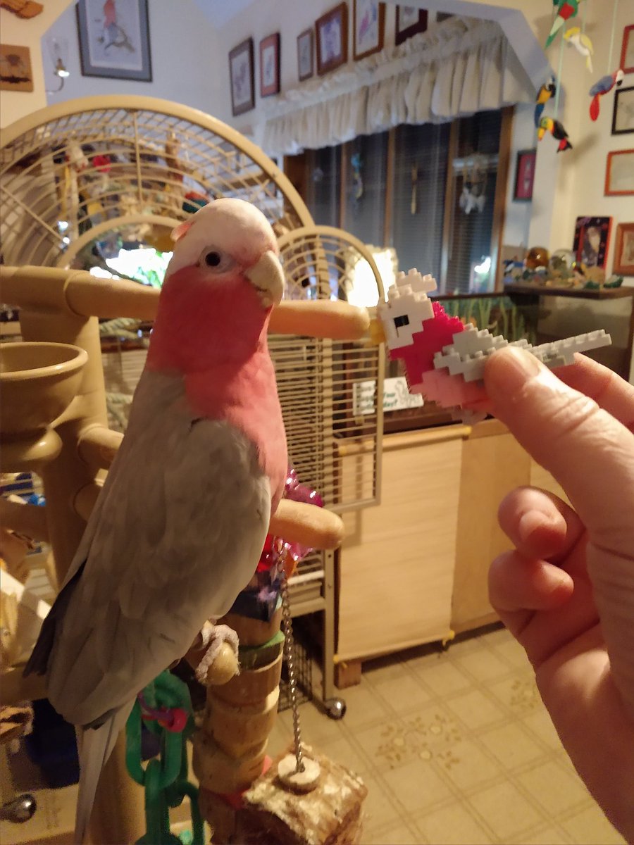 tiellover's tweet photo. @vaficionado @ParrotOfTheDay It is Rosie approved! https://t.co/Sb5pmgG0v1