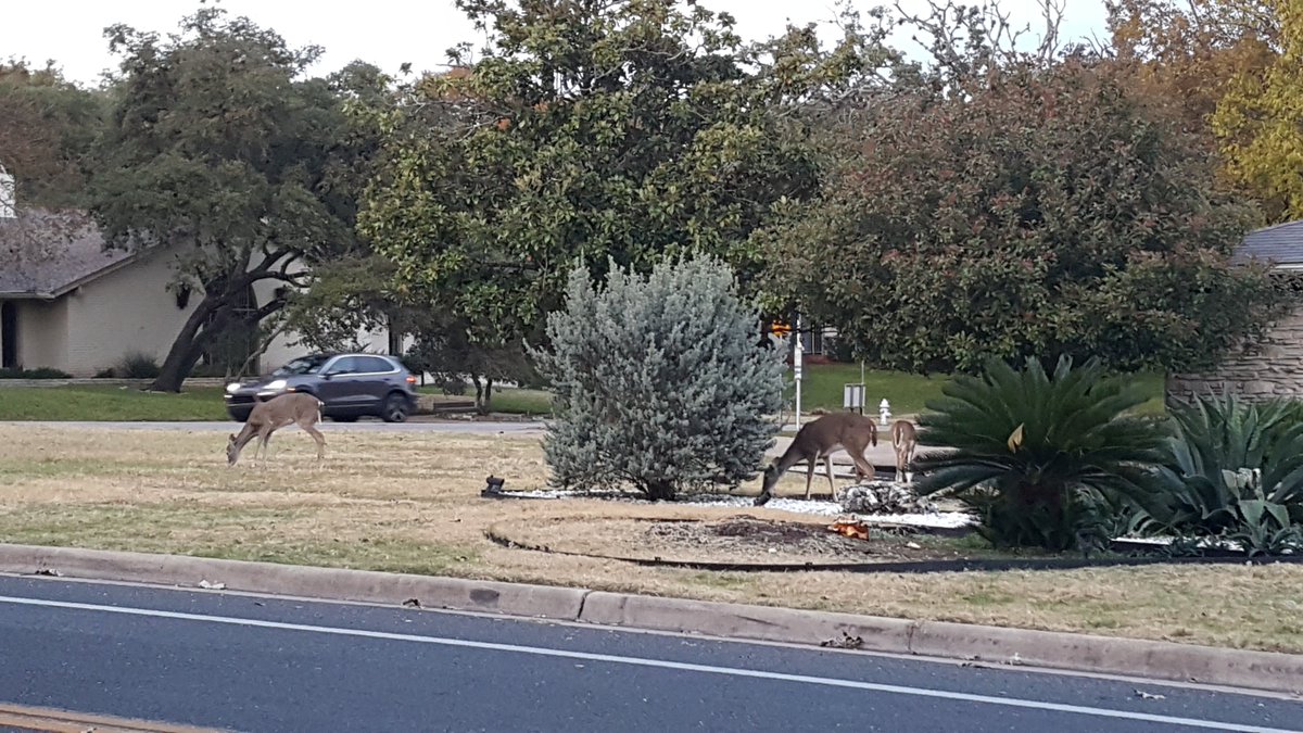 A typical evening bike ride in the suburbs of Austin. I nearly ran into a deer that was in the bike lane. It could have cared less it was blocking me... #AustinDeer #IloveAustin #AustinBiking