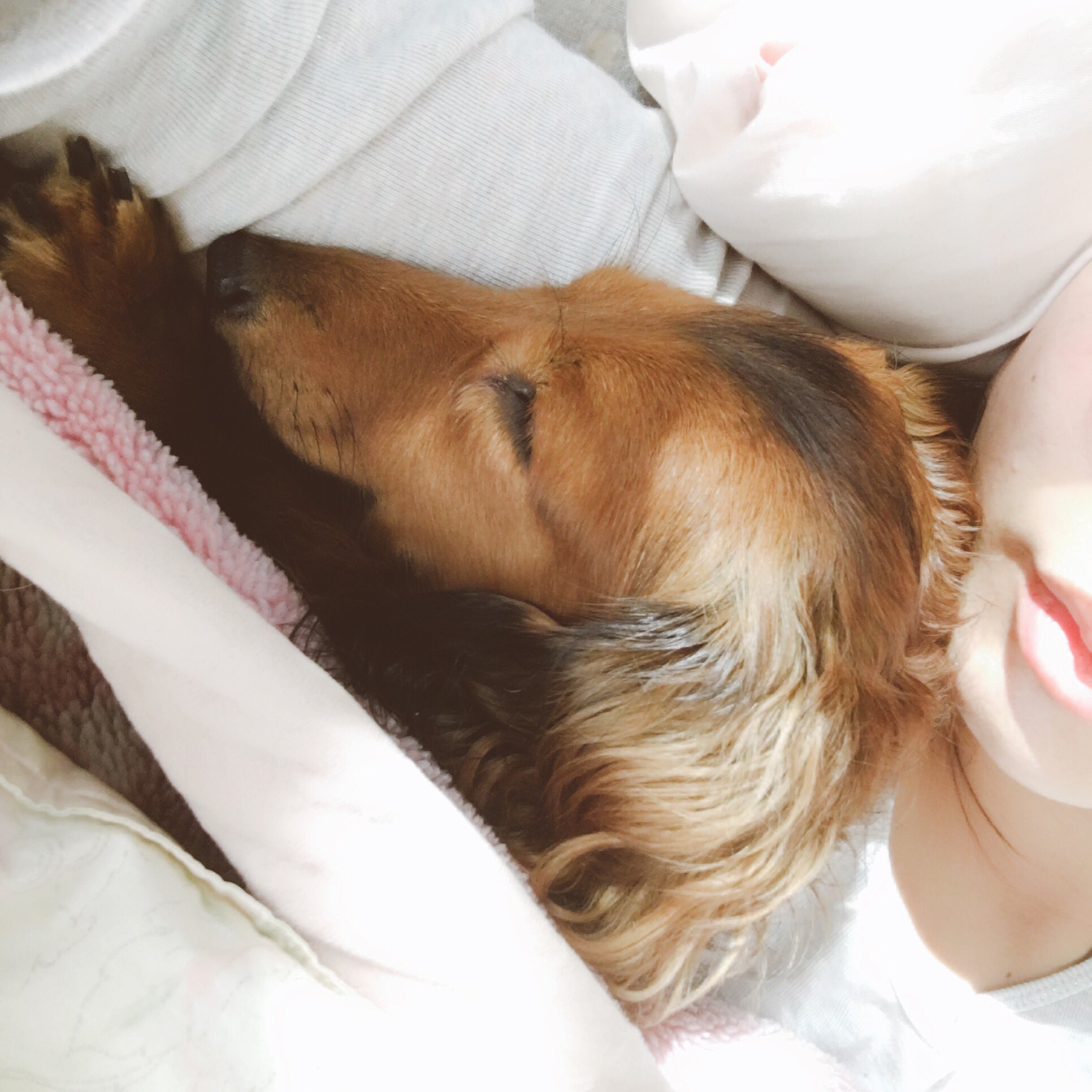 تويتر 大澤真依 まいっちんぐ على تويتر 腕枕で寝る ニーべ 可愛しゅぎる ミニチュアダックスフント いびきすごい T Co dhxyvrfs