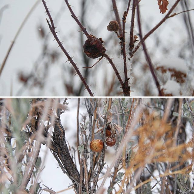 cecidologists's tweet photo. Rose and sagebrush galls of Idaho. #gallsofinstagram #insectagram #plantsofinstagram #wildwest #roadtrip #hikingadventures #gradschoollife #mountainlife #snowfordays❄️ https://t.co/RNBlqStgjS https://t.co/z5aYu0wgbk