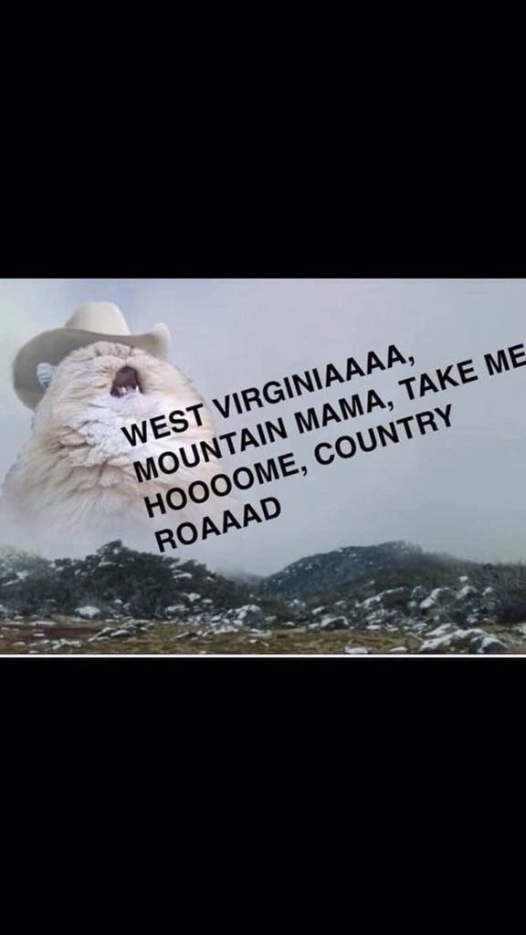 roronoaazoros's tweet image. 