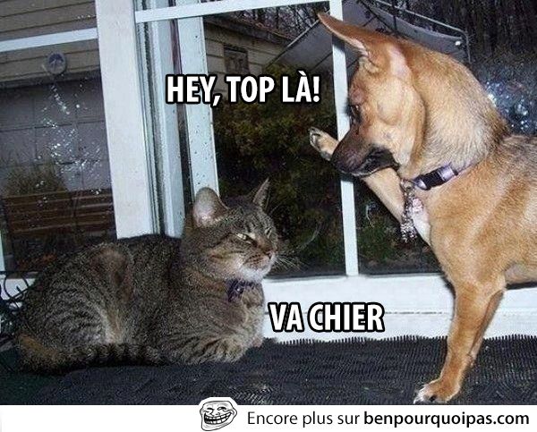 Téléchargement gratuit Images Ben Pourquoi Pas Humour On Twitter Bonne Entente Chien Et Chat actualisé salutations