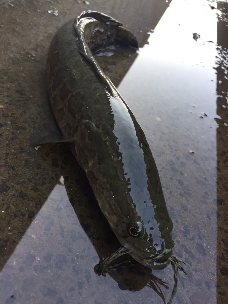 きょしょー Twitterissa 日の出前から凍えながら 軽く釣りしてきた スモラバにウォブリング3inchをセットし 放置を交えながらスイミングさせる釣りがかなり激ハマりだったみたい そう ラー先輩にはね バスに焦らしを入れてる間に喰っちゃう笑笑 ジャッカル きょしょー Twitterissa 日の出前から凍えながら 軽く釣りしてきた スモラバにウォブリング3inchをセットし 放置を交えながらスイミングさせる釣りがかなり激ハマりだったみたい そう ラー先輩にはね バスに焦らしを入れてる間に喰っちゃう笑笑 ジャッカル
