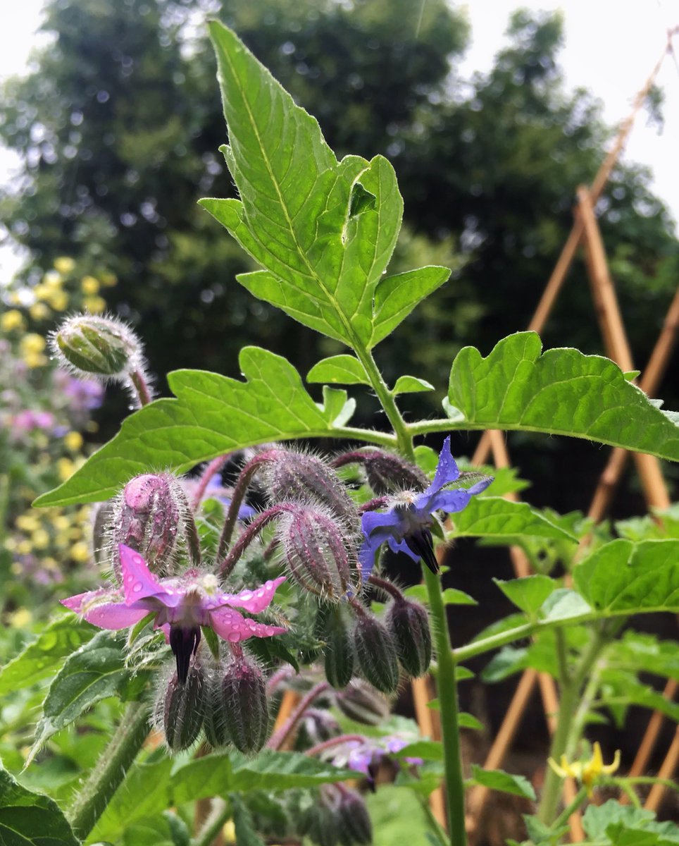 So much #rain these past four days. But #myGarden is more #beautiful because of it. #borage and #tomato plants.. #jewel drops... #colour changing #flowers ... #iLoveMyGarden #veggiePatch #edibleGarden #edibleFlowers #summer #eltham