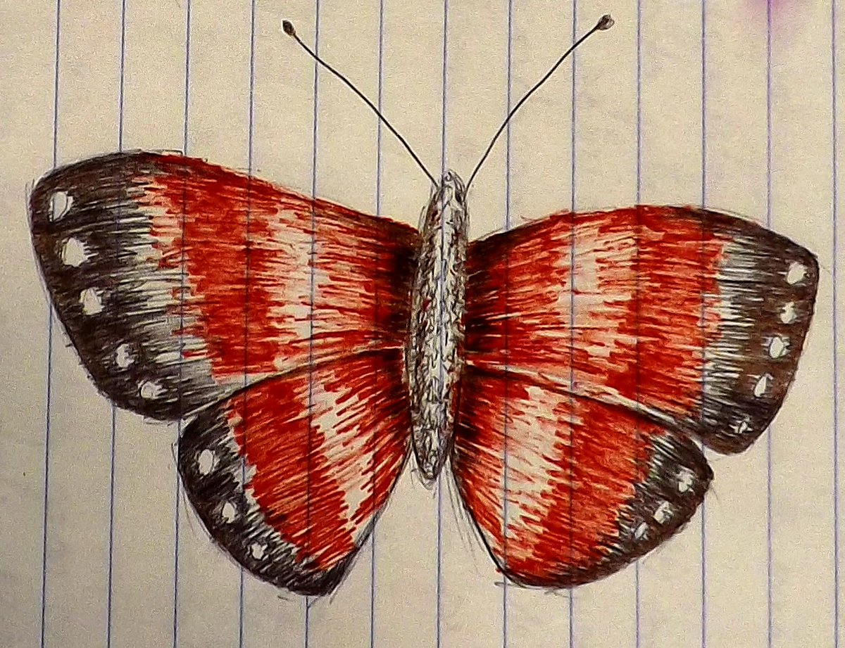 JstScrawl's tweet photo. #sketch #Sketching #drawing #draw #desenho #esboço #caneta #pen #colorful #colorfulpen #color #colors #quicksketch #fastscketch #borboleta #butterfly https://t.co/EW7H0TjdmQ