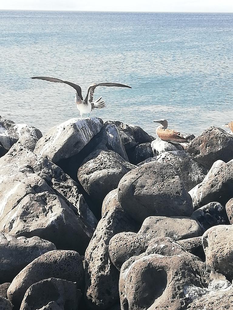CampEcuador's tweet photo. It's their land we just share it with them, they allow us to be there, the lucky groups that come in 2019 can be part of an amazing experience! #Galapagos #DoSomenthingAmazing #CampsEffect @CampsInt https://t.co/41SOHHHbZy