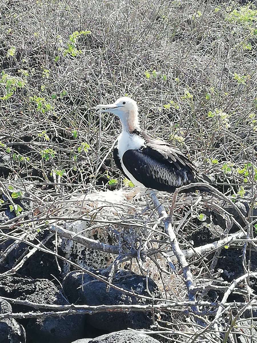 CampEcuador's tweet photo. It's their land we just share it with them, they allow us to be there, the lucky groups that come in 2019 can be part of an amazing experience! #Galapagos #DoSomenthingAmazing #CampsEffect @CampsInt https://t.co/41SOHHHbZy
