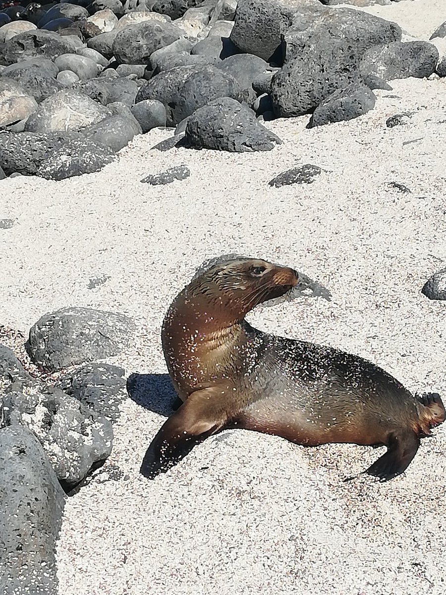 CampEcuador's tweet photo. It's their land we just share it with them, they allow us to be there, the lucky groups that come in 2019 can be part of an amazing experience! #Galapagos #DoSomenthingAmazing #CampsEffect @CampsInt https://t.co/41SOHHHbZy