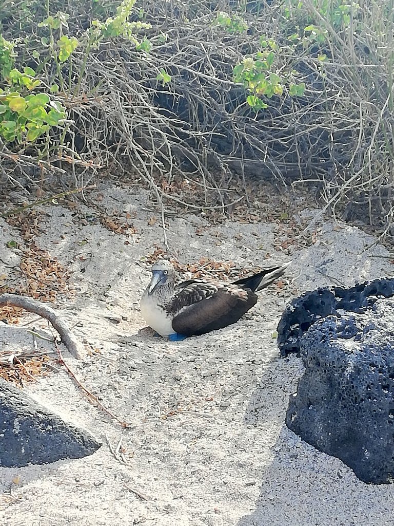 CampEcuador's tweet photo. It's their land we just share it with them, they allow us to be there, the lucky groups that come in 2019 can be part of an amazing experience! #Galapagos #DoSomenthingAmazing #CampsEffect @CampsInt https://t.co/41SOHHHbZy