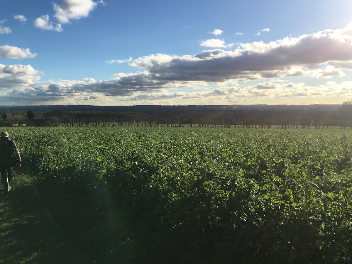 Her_Edit's tweet photo. The Her Edit team are in the #countryside this weekend #pigs #FreeRange #pubs #mushrooms #Sunday https://t.co/A4fZ6lTA0E