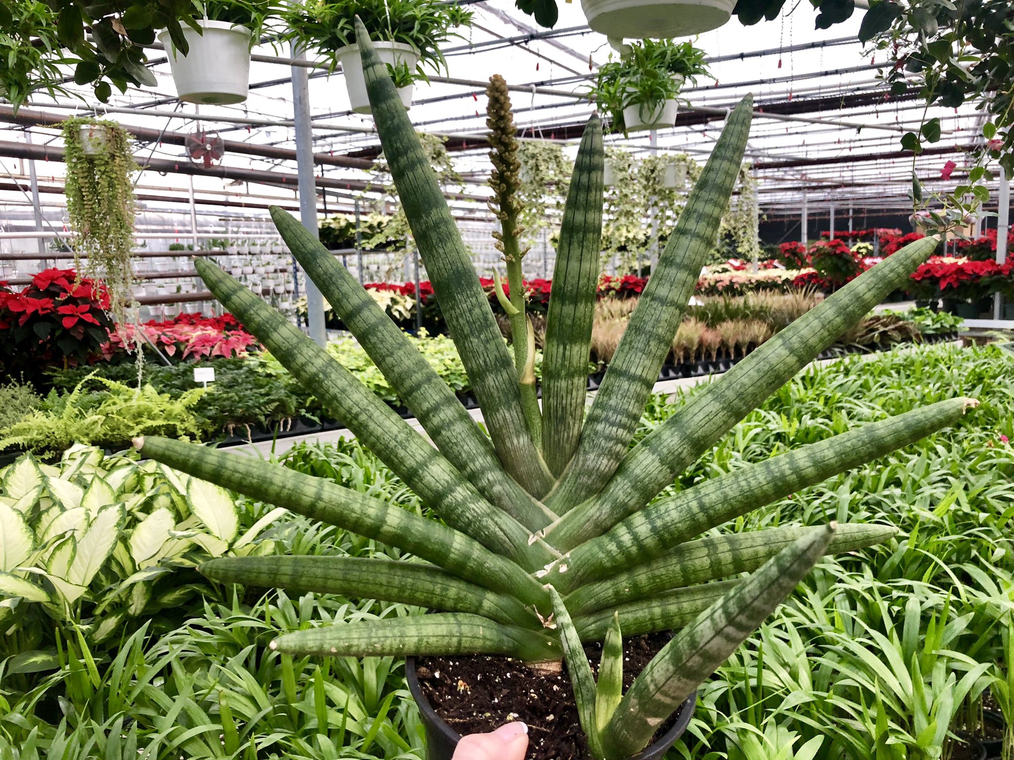 Valleyview Gardens On Twitter Look What S Blooming The Sansevieria Cylindrica Starfish Will Definitely Be A Conversation Piece Among Your Plant Family Happy Sansevieriasunday Sansevieria Sansevieriacylindrica Sansevieriastarfish