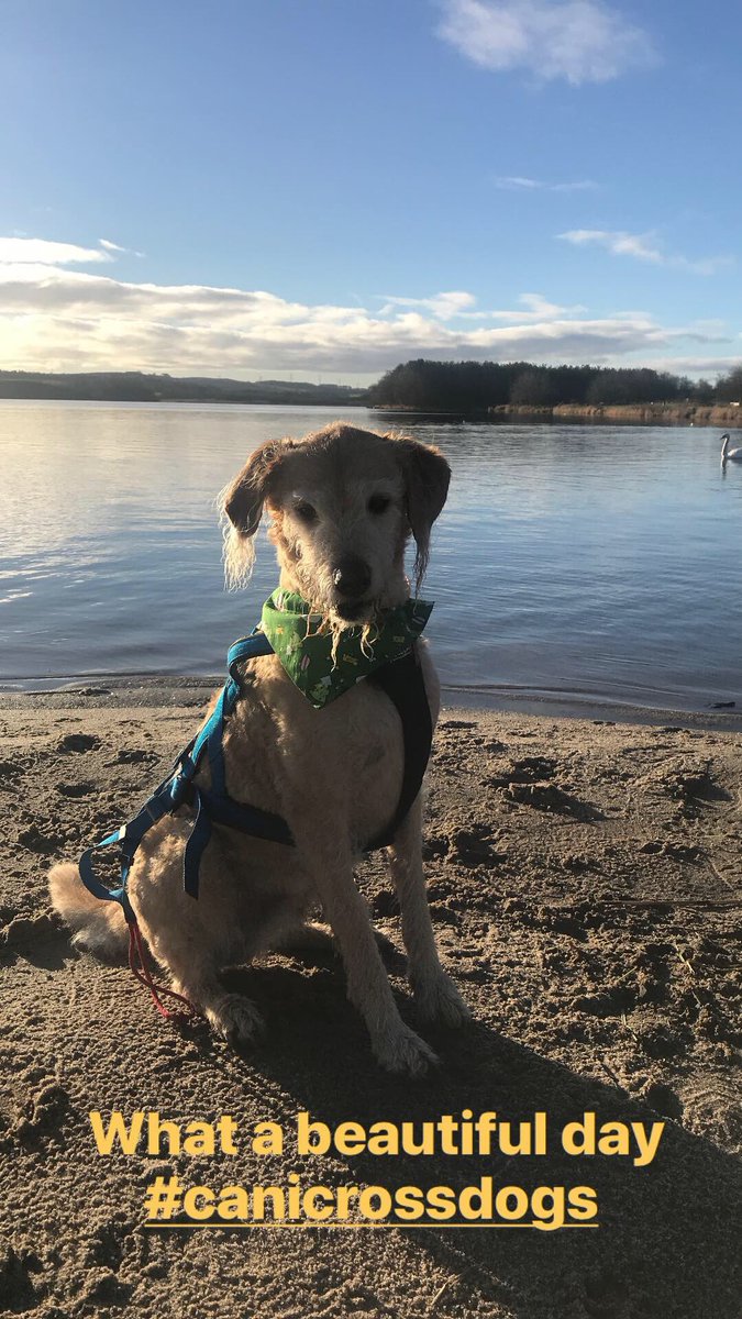 Clairebee26's tweet image. Thank you @CaniSportScot lovely run at Lochore Meadow Country Park #canicrossdogs @DundeeCanicross #cutedogsoftwitter #runningdogs