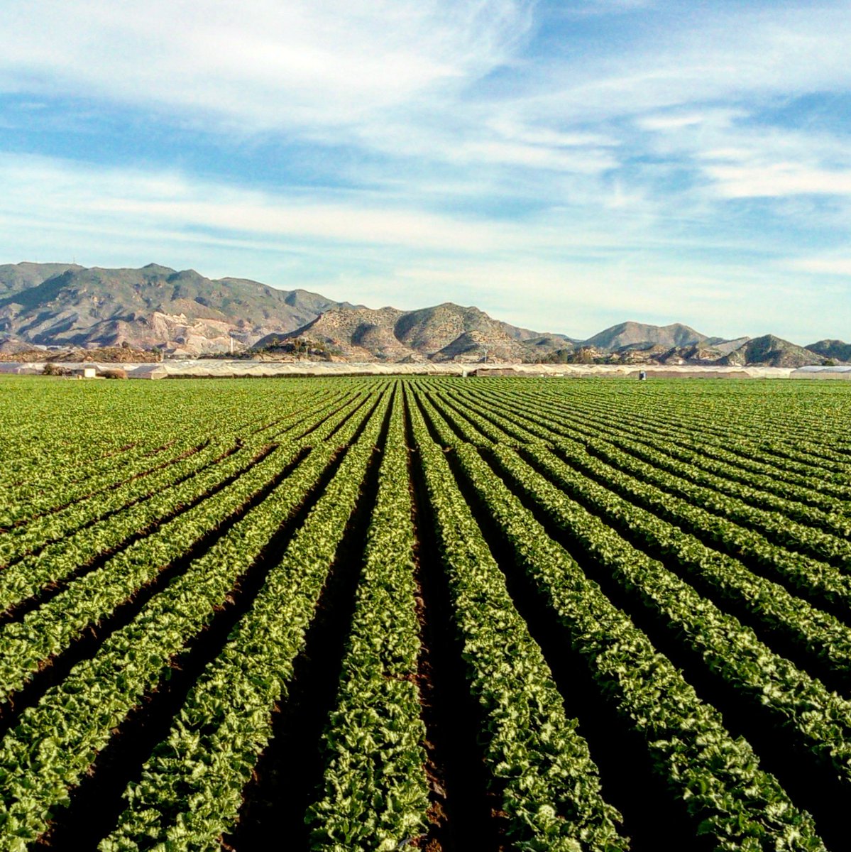 Aguilas_es's tweet photo. Además del #azuldelmar en #Águilas #CostaCálida tambien tenemos #verde, en este de las #verduras y #hortalizas.
#food #eatvegetables #cincoaldia #cuídate @region https://t.co/FcyF78CPAA