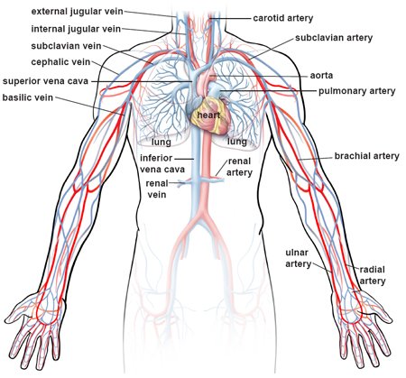 56. the human cardiovascular system