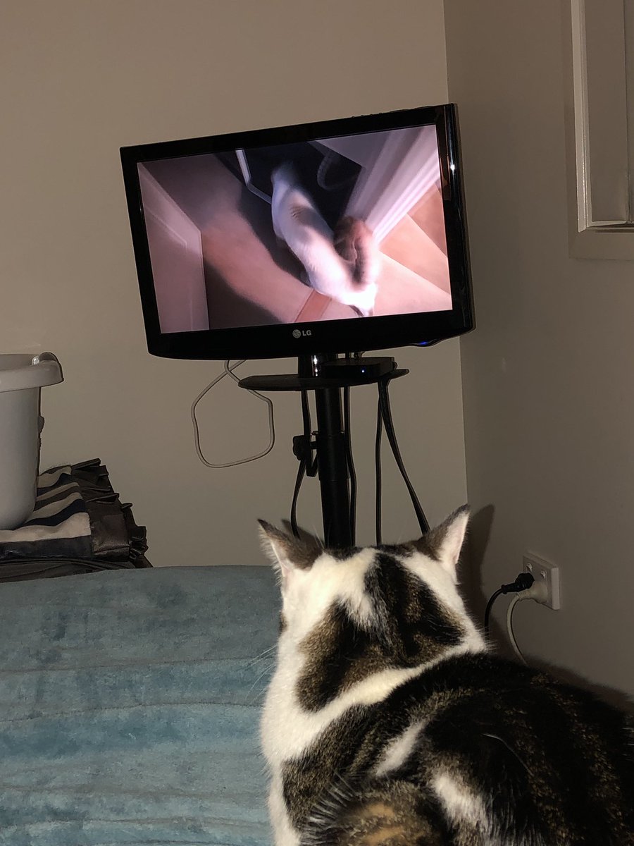MrsGroban27's tweet photo. @TurboandJetCats Toby is loving watching his friends on the TV #vlogmas #furfriends https://t.co/TK05hbVoKY