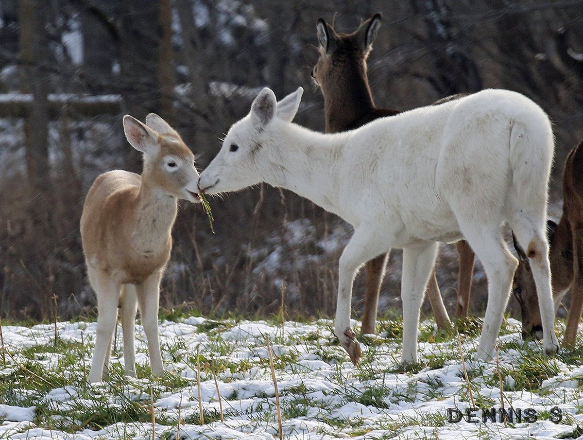 Grabbing a bite to eat at Deer Haven Park (photo)