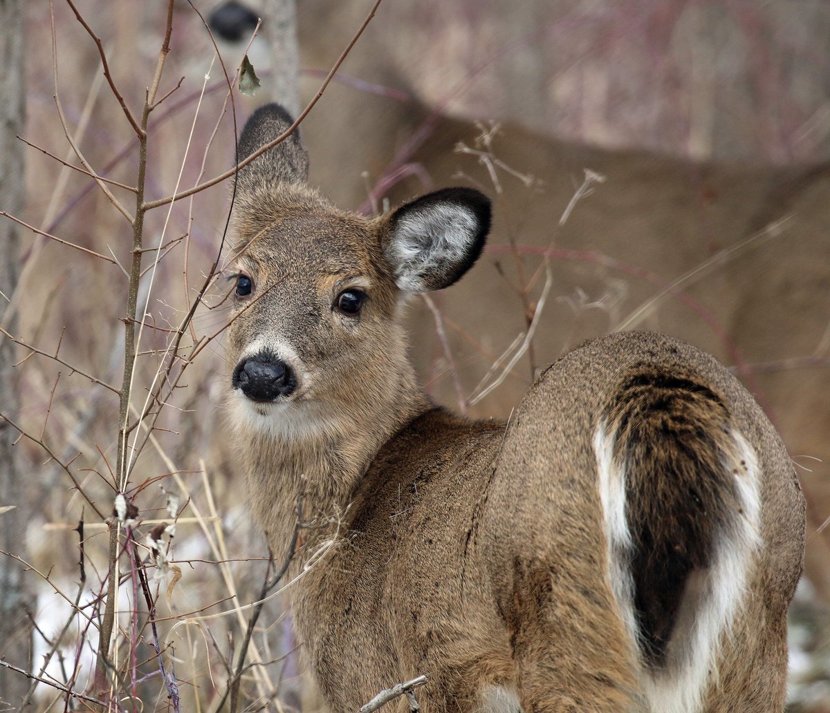 Taking a look back at Deer Haven Park (photo)